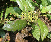 "Восковый лавр" Morella pubescens