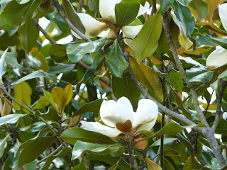 Magnolia grandiflora - Magnolia à grandes fleurs