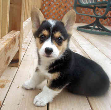 pembroke welsh corgi