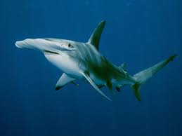 हॅमरहेड शार्क संपूर्ण महिती मराठी | Hammerhead shark Information in Marathi