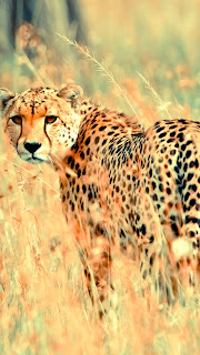 HD Cheetah Wallpapers for iPhone 5