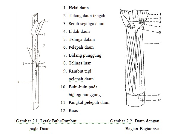 Morfologi Daun Tebu Manis Tebu