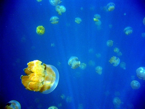 jellyfish-lake
