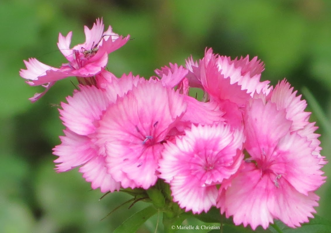 Photo : 