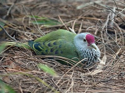 Mariana Fruit Dove