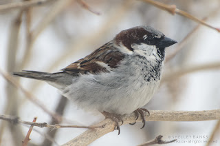 Male House Sparrow. photo  © Shelley Banks, all rights reserved. 