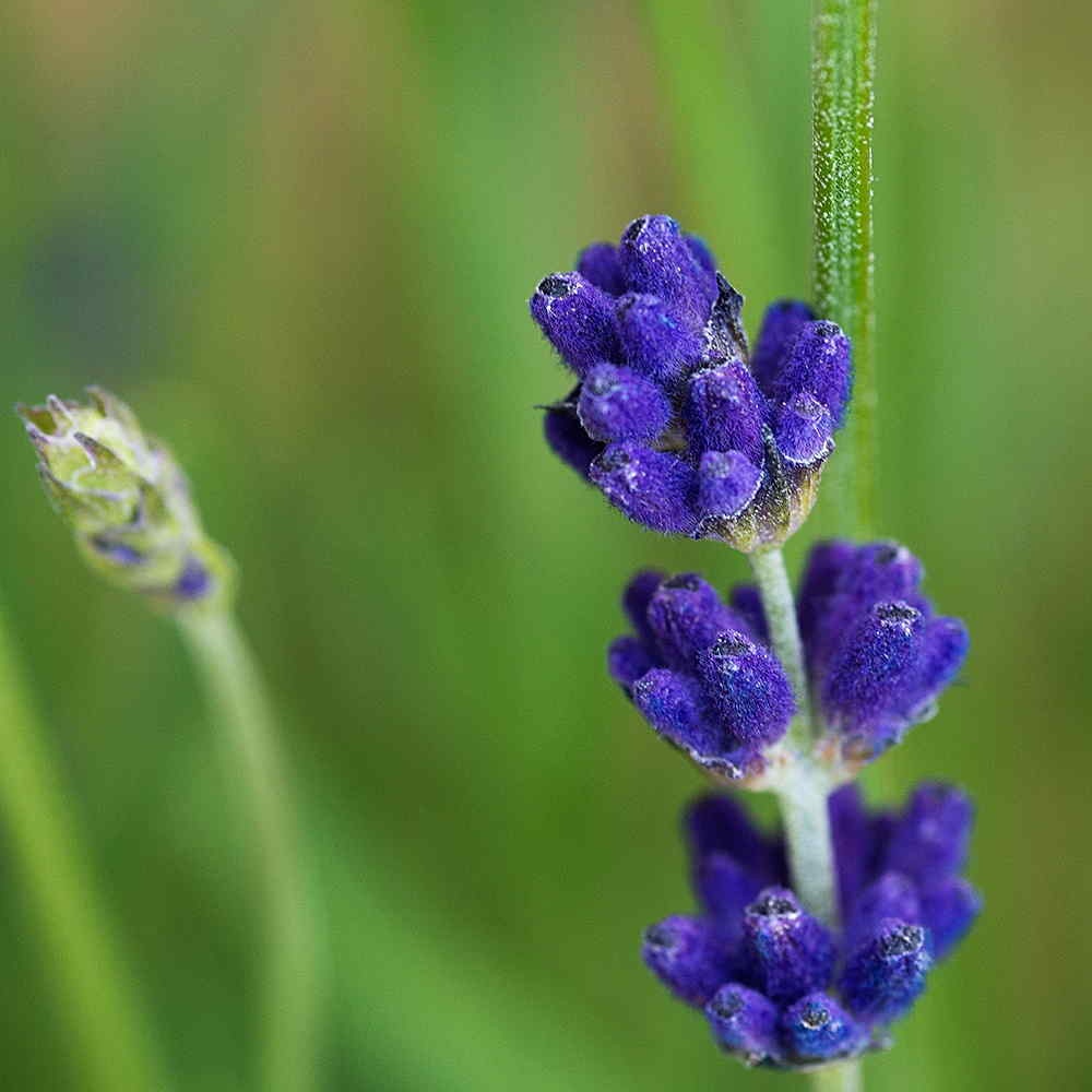  Gambar Bunga Lavender Yang Sangat Indah Kumpulan Gambar 