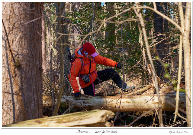 Drumlin: ... and fallen trees...