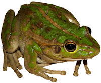 Green Frog Big Eyes