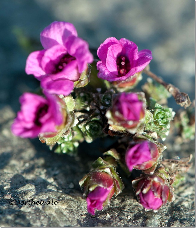 iblomst