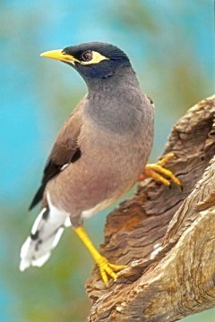  Burung jalak nias  jantan Ocehan Kenari