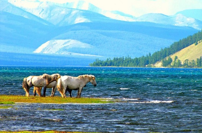 Horseback Riding Mongolia