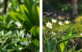 tulipan turkestanica er en af de smukkeste og mest hårdføre tulipaner