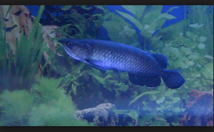 Gambar Ikan Arwana Silver Brazil Gambar Ikan HD