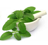 tulsi, holy basil, boost immunity