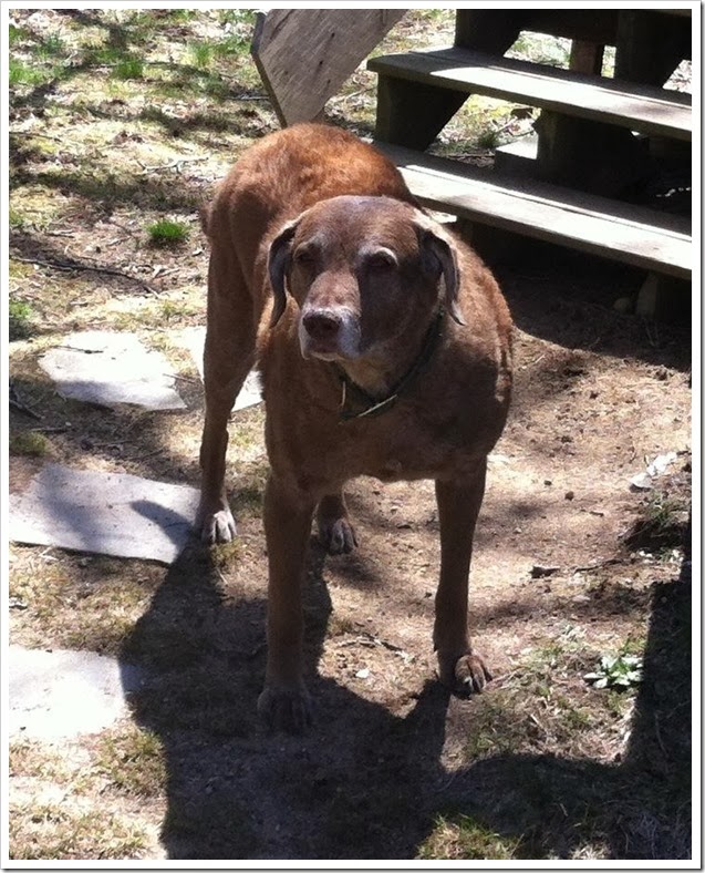 Molly 11 3 2013
