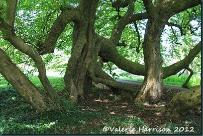 6-old-tree
