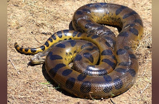 Top 20 Informative Facts about Anacondas