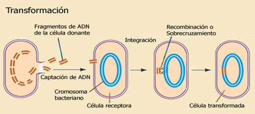 Transformación. En la transformación se transfiere ADN de una célula muerte y rota a otra célula viva.