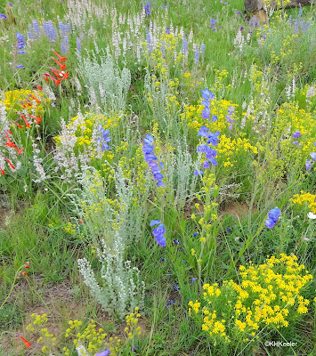 New Mexico wildflowers