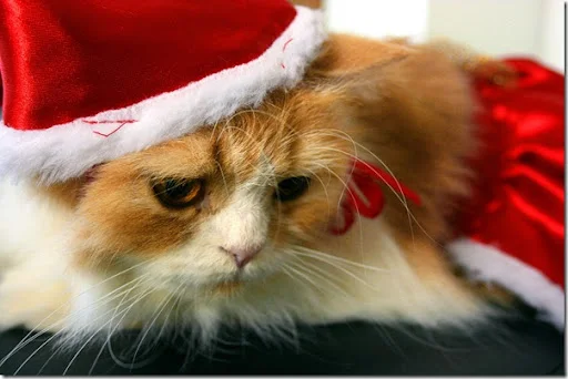 gatos gorro papá noel (36)