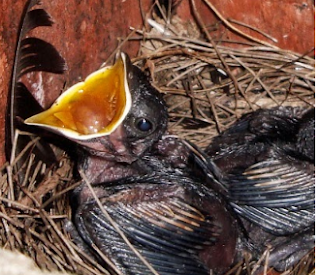 Cara Mudah Ternak Burung Jalak Suren Dengan Baik dan Benar