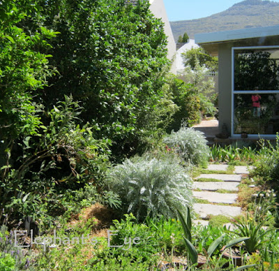 Fiddlewood, Buddleja and Coprosma