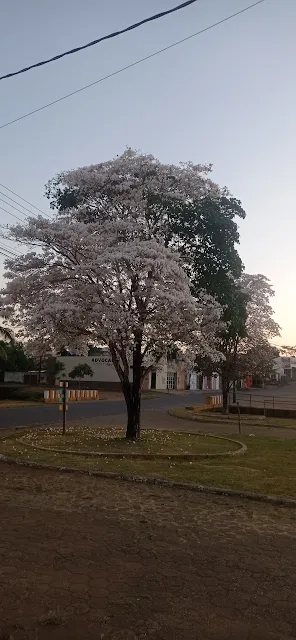 Ipe florido, Ouro Preto do Oeste, RO