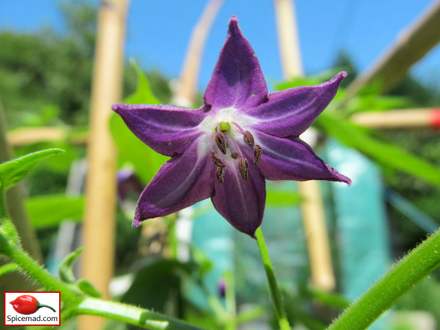 Aji Largo Flower - 13th June 2021