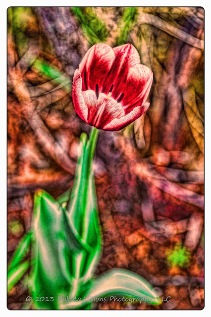 Psychedelic Tulip in the Wind: On www.seeyoubehindthelens.com by Dakota Visions Photography LLC