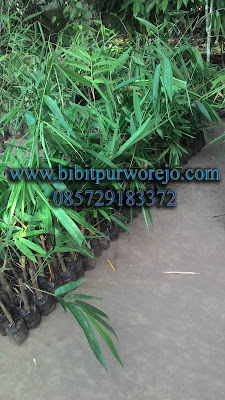 jual bibit bambu wulung, bibit bambu wulung purworejo, bibit bambu hitam, bambu wulung, jual bibit bambu wulung, bambu wulung, bibit bambu wulung, jual bibit hitam , bambu wulung purworejo, jual bibit bambu purworejo, keunggulan bambu wulung, budidaya bambu wulung, bambu wulung siap tanam, panen bambu wulung, aneka bambu wulung, aneka bambu hitam, jual bambu hitam, jual bambu wulung jawa tengah, bibit bambu wulung jawa tengah, bambu wulung jawa tengah, jual aneka bibit bambu siap tanam, bibit bambu wulung kultur jaringan, bibit bambu wulung stek cabang, bibit bambu wulung stek batang, jual bibit bambu apus, bibit bambu apus purworejo, bibit bambu jawa, bambu apus, bambu tali, bambu jawa, bibit purworejo, budidaya bambu apus, pring tali, jual bambu apus, jual bibit bambu apus, jual bambu jawa, jual bambu tali, anyaman bambu apus, jual aneka jenis bambu, bambu petung, jual bambu petung, bambu petung purworejo, budidaya bambu petung, hasil bambu petung, bambu petung, bambu ampel, bambu wulung, jual bibit bambu, jual bibit bambu purworejo, jual bibit bambu jawa tengah, pengiriman bibit bambu, kegunaan bibit bambu, jual bibit bambu apus, bibit bambu tali, bibit bambu apus, investasi bambu, bambu siap tanam, bibit bambu apus siap tanam, aneka bibit bambu purworejo, bambu kuning, bambu panda, bambu jepang, jual biit bambu, bambu panda, bambu kultur jaringan, bibit bambu apus kultur jaringan, bambu apus kultur jaringan, jual bibit bambu kultur jaringa, jual bibit bambu petung kultur, aneka bibit abmbu stek cabang, cara stek bambu, cara stek bambu apus, cara stek bibit bambu petung, bibit bambu wulung, bambu hitam, bambu hias, bambu katak, aneka bibit bambu.