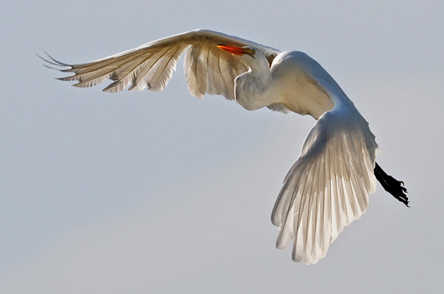 Beautiful Cattle Egret Flying Wallpaper