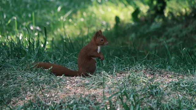 Red Squirrel Desktop And iPhone Wallpaper