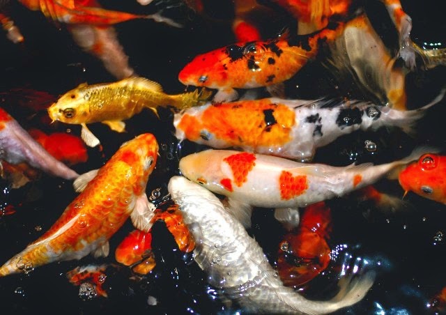 Cara Budidaya Pembenihan Ikan Koi Seputar Dunia Pertanian