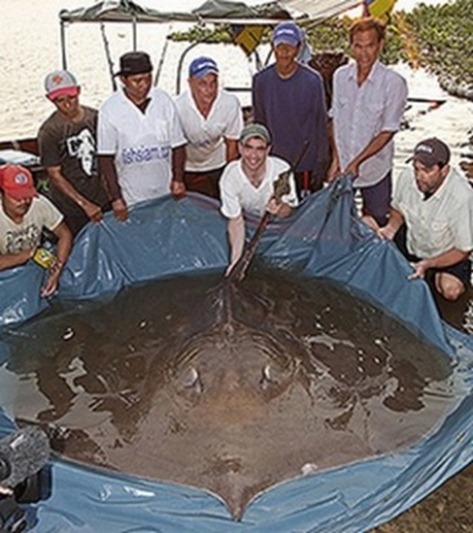 giant-stingray