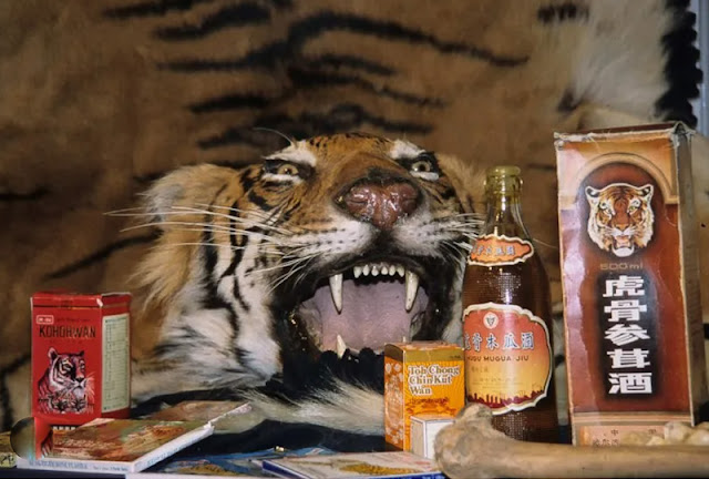 Traditional Chinese Medicine tiger products which are hugely damaging to tiger conservation