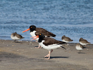 cape may nj shorebirds