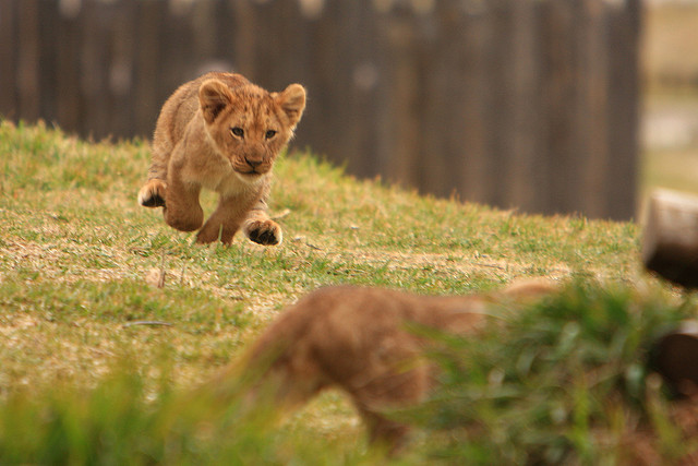 Cute Pictures Of Baby Animals