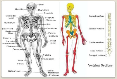 Anatomi Sistem Muskuloskeletal