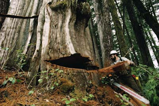 Timber Harvest