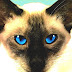 Cheshire Cat (Blink-182 Album) - Blink 182 Cheshire Cat Vinyl