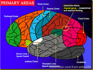 Primary Brain Areas