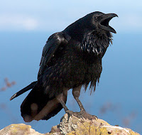 Raven Bird Photos