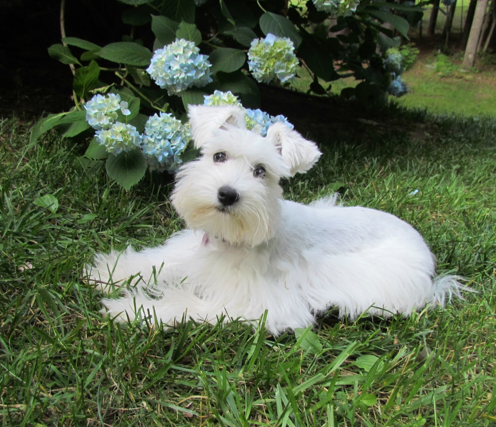 Growing Puppies Virginia Schnoodle Breeder Hypoallergenic Dogs 6 Month Puppy Update Coco S Training