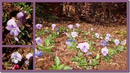 Pansies
