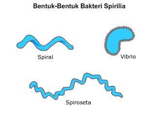 Bab 4 Eubacteria dan Archaebacteria This Is Biology World