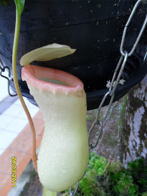 nepenthes ventricosa