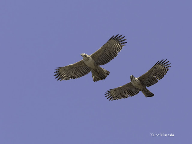 クマタカの求愛行動の一つ、オスとメスが並んで飛んでいます