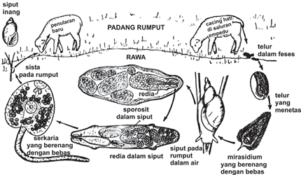Daur hidup fasciola hepatica