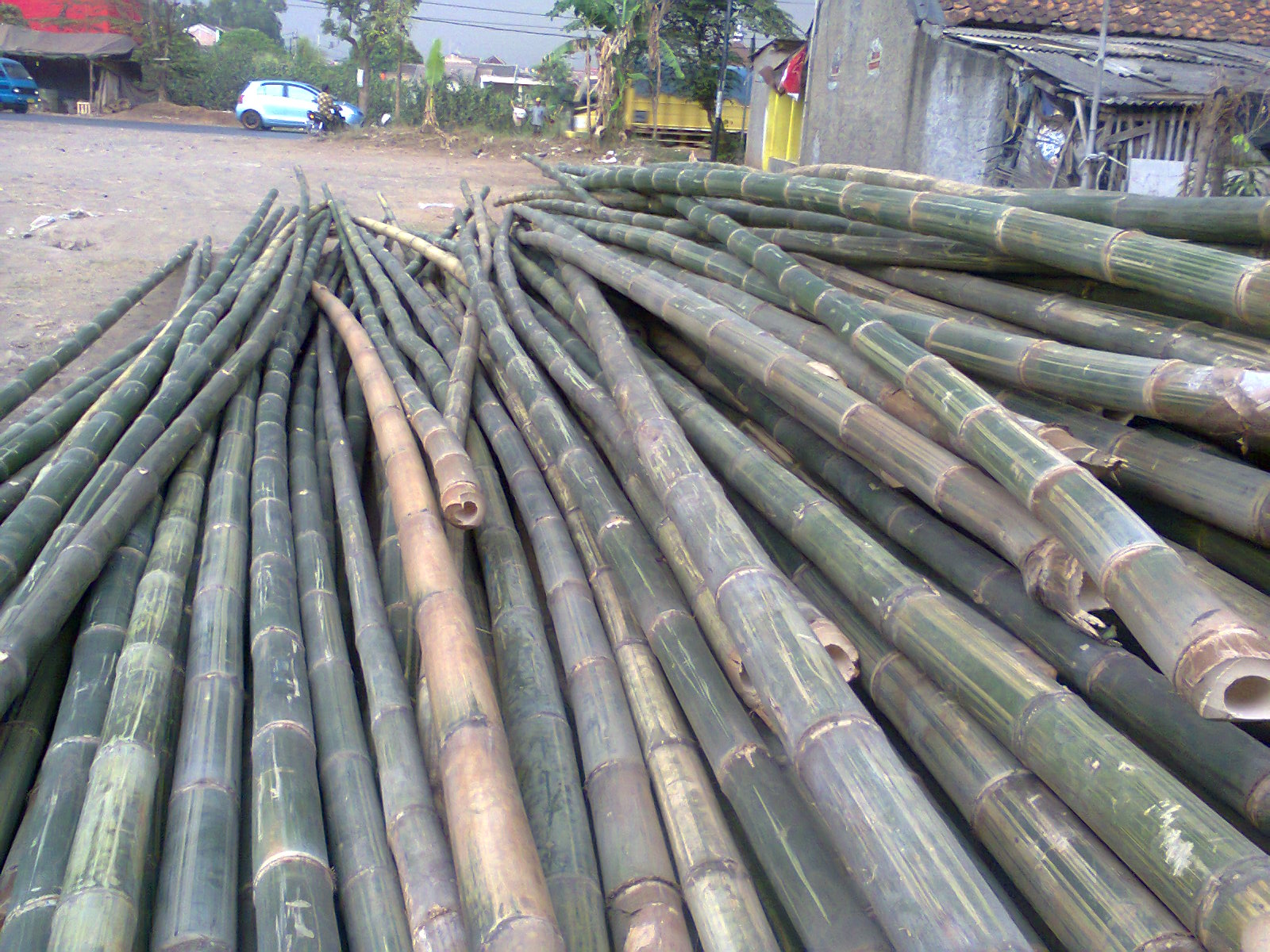 Sengon Jati Bambu  Gombong 